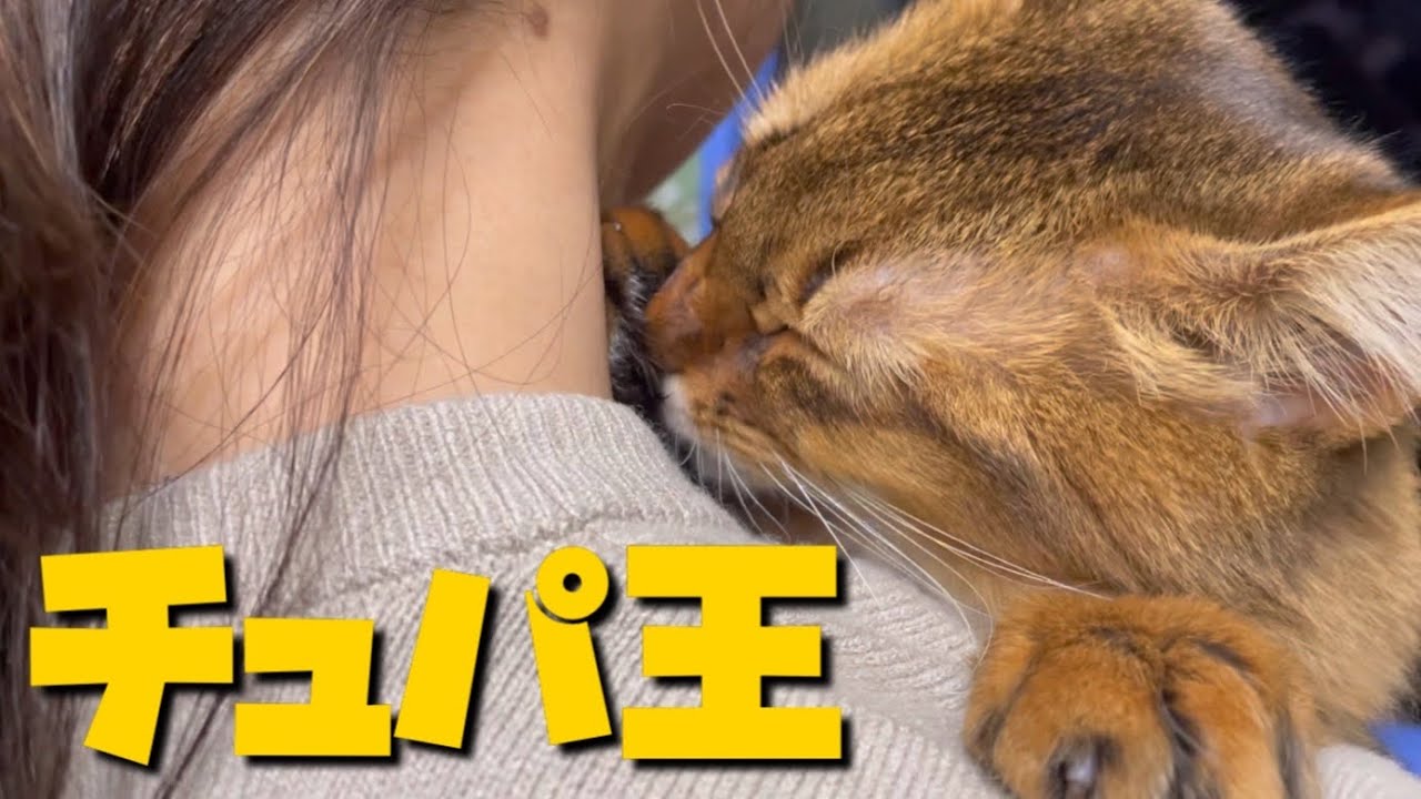 【ソマリ】人への甘え方を極めた猫がこちらです