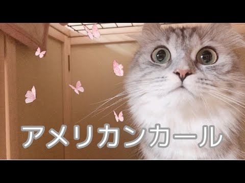 【新入り猫】アメリカンカールがやってきた