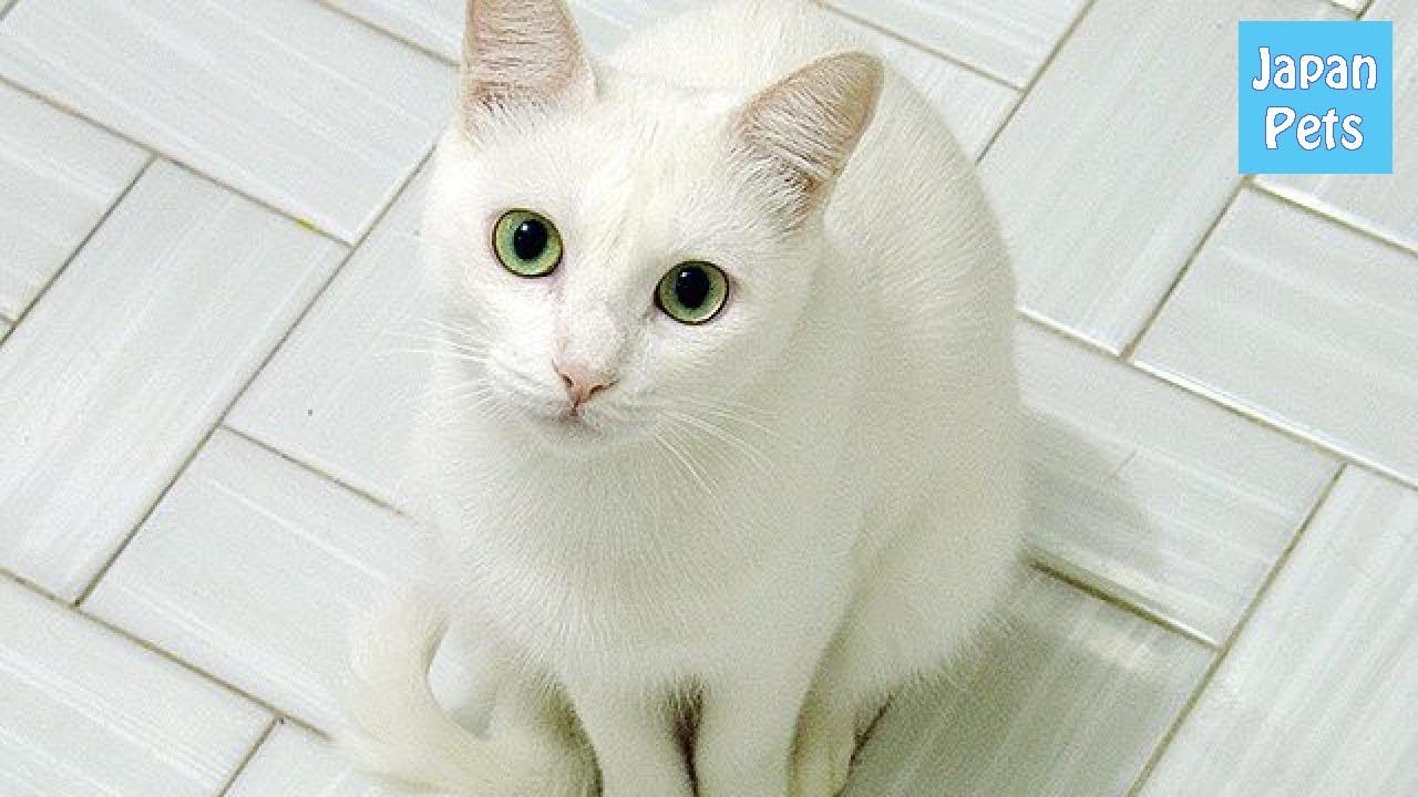 「白猫」って可愛いですよね！特長や性格、行動を大きく調べてみました！ - Japan Pets