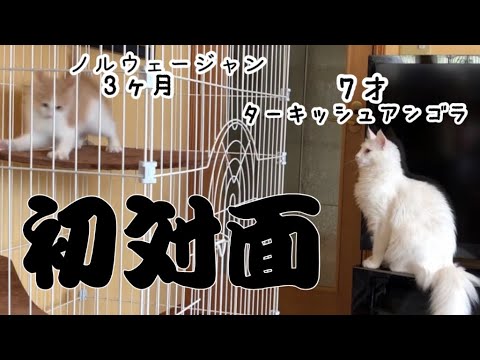 【猫の初対面】ノルウェージャンフォレストキャットとターキッシュアンゴラの成長