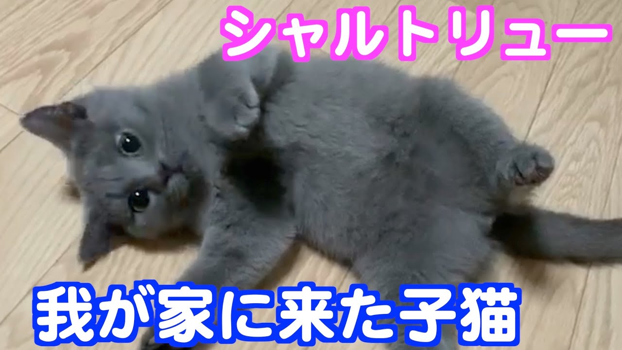 我が家に来たシャルトリューの子猫。来たばかりの頃の動画です。
