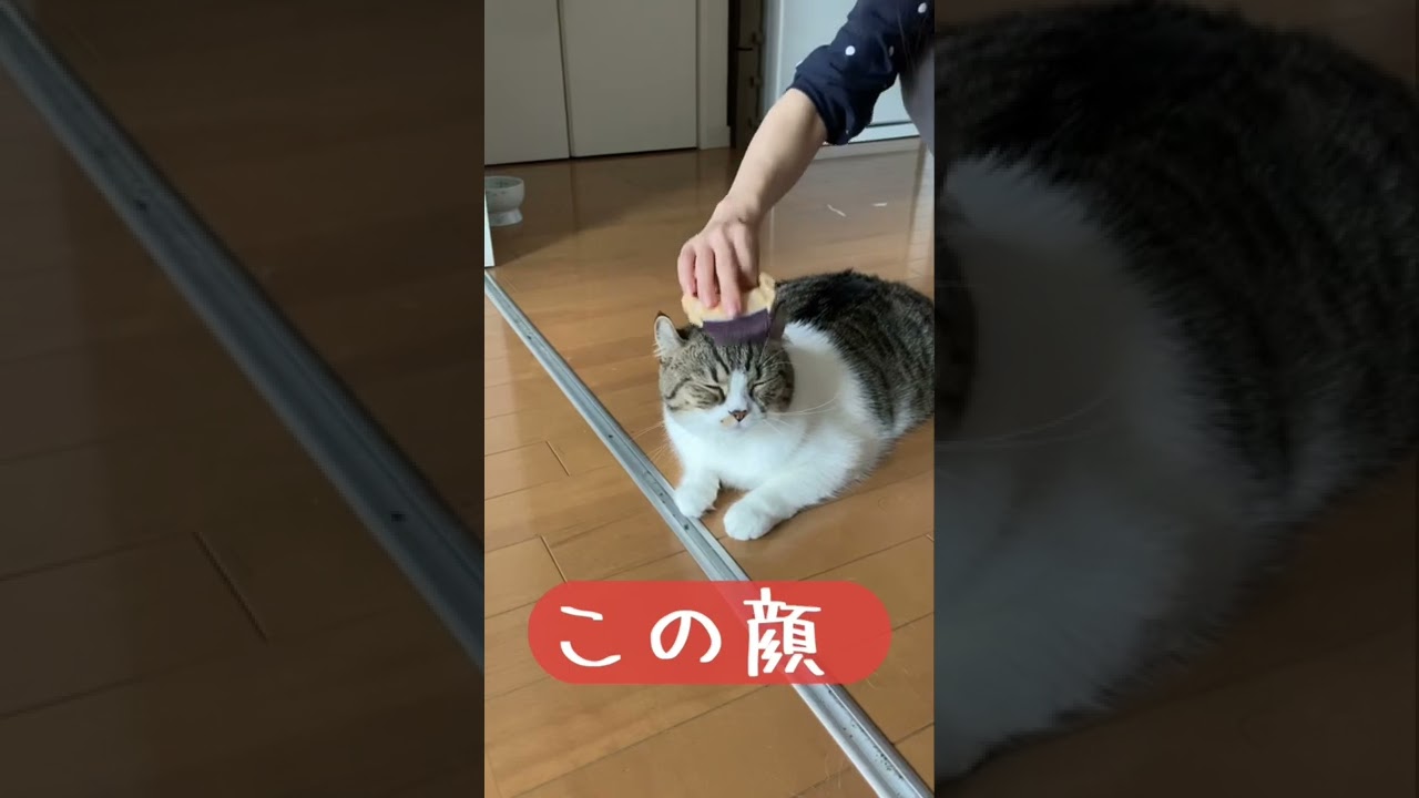【アメリカンカール】変顔　ブラッシング豆太郎#shorts #猫 #アメリカンカール　#cat