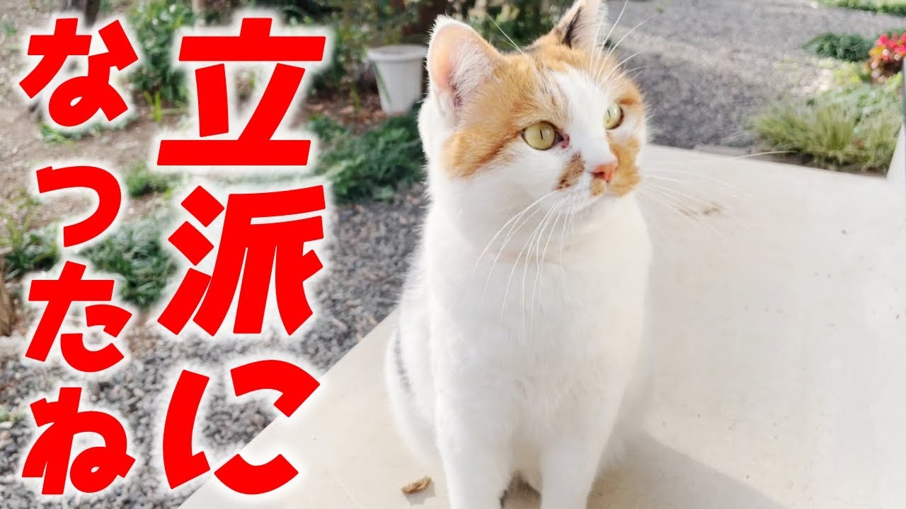 我が子の可能性がある兄弟猫を優しい顔で見つめる三毛母猫…♡[三毛母猫と子猫]