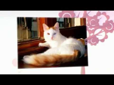 作家の村上春樹氏が会いたかったトルコの猫♥ターキッシュバン