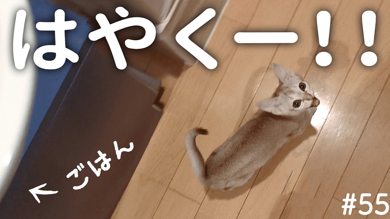 ごはんをおねだりする子猫の鳴き声がかわいい！【餌を待ちきれないシンガプーラ】