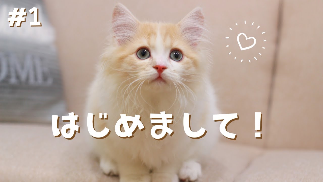 【子猫】ラガマフィンの男の子をお迎えしました！【猫カフェデビューへの道＜カンロくん編＞】