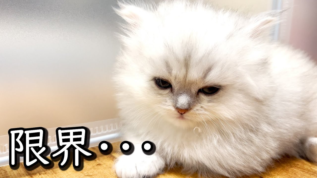 ♥子猫♥体力の限界がきて目がイっちゃってる件 ∼猫のいる生活Vol.552∼ 出産動画 マンチカン短足・ミヌエット・ペルシャ猫専門ブリーダー『ペット蔵人』【子猫の成長記録】