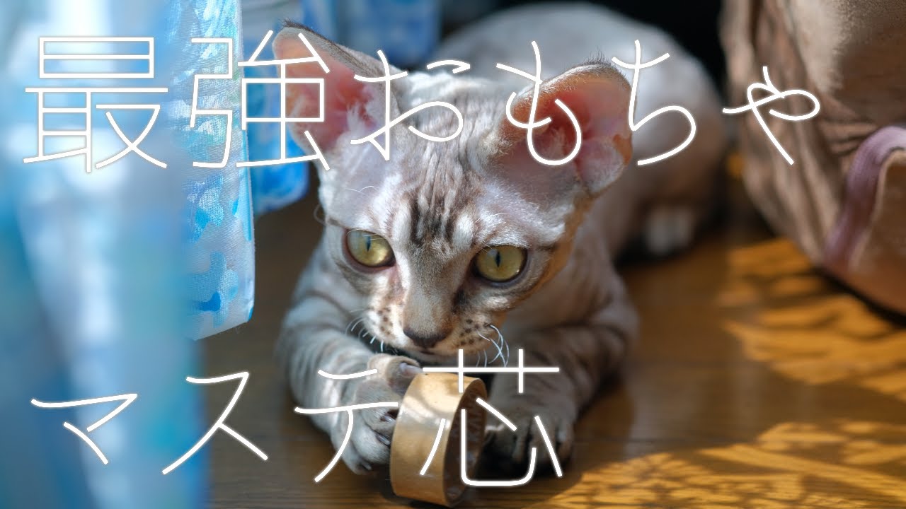 暫定一番人気のおもちゃ／デボンレックス