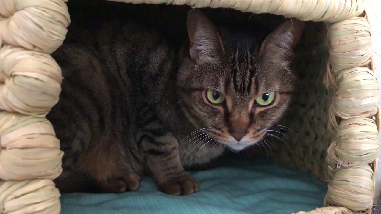 やっと入った猫ちぐら＜ジャパニーズボブテイルのリンリン＞キジトラ【岳パラダイス】