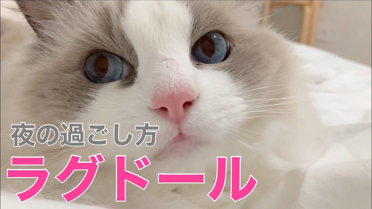 【ラグドールのリリー】リリーちゃんの夜の過ごし方