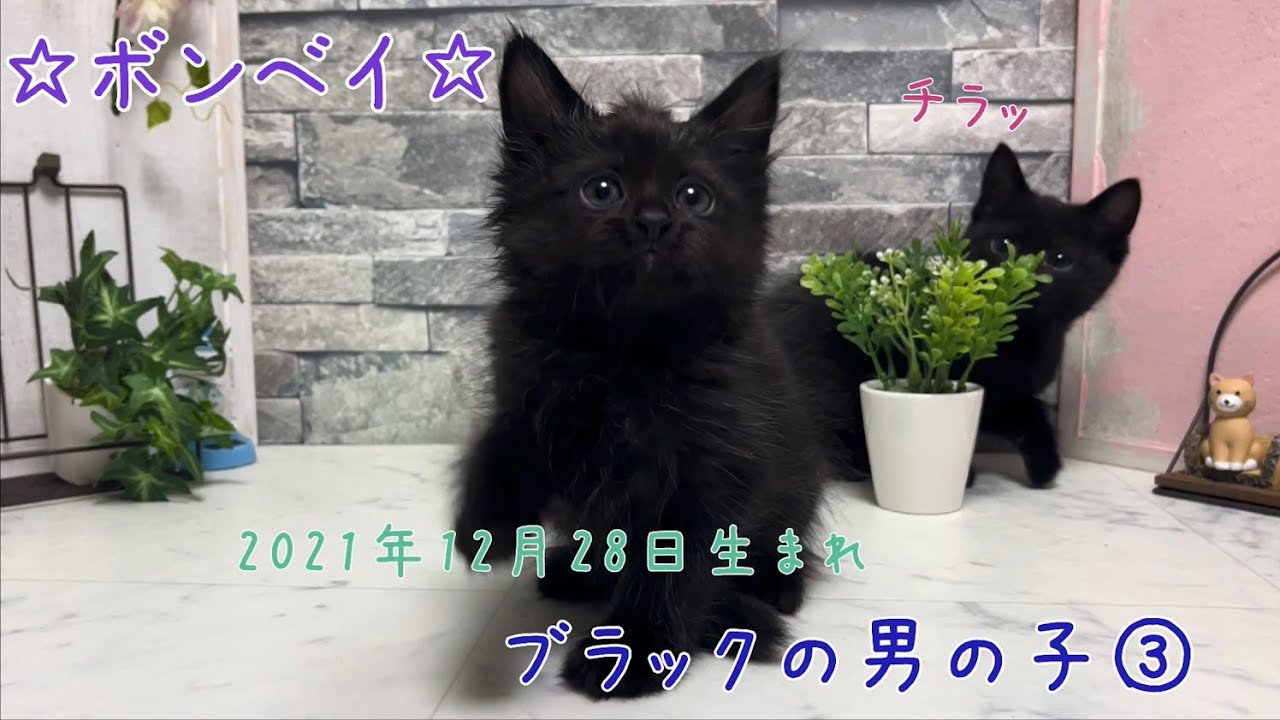 【ナナハチ’s ROOM】ボンベイの男の子③ 20220222