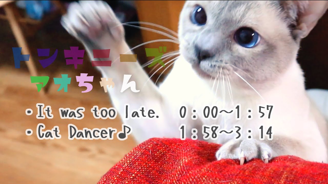 【トンキニーズ _ アオ猫】気づいた時には ボロボロの状態 でもう手遅れでした🙀😱