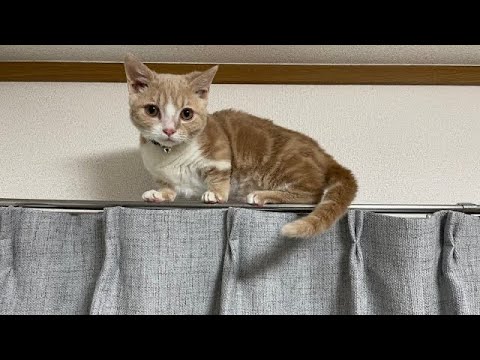 【デンジャラス】スクーカムちくわの高所作業‼︎