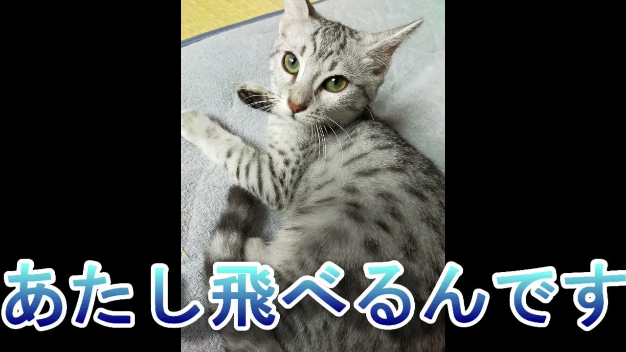 【エジプシャンマウはる】　のジャンプ力と根性