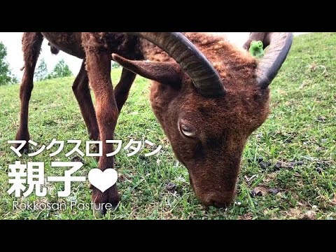 マンクスロフタン親子を発見!!【六甲山牧場】むっちゃんと同じチョコレート色のひつじマンクスロフタンの親子がみどりの丘に♪