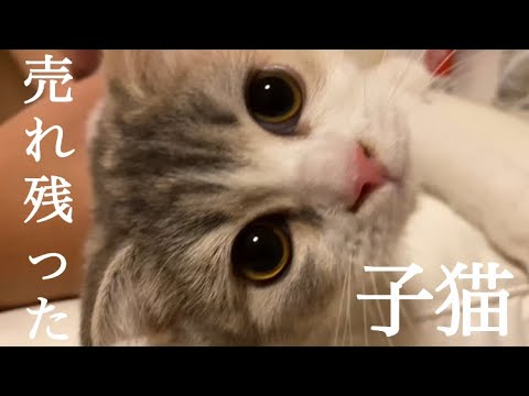 ペットショップで売れ残り、セールまでされていた子猫をお迎えしました…！【猫】【スコティッシュフォールド】