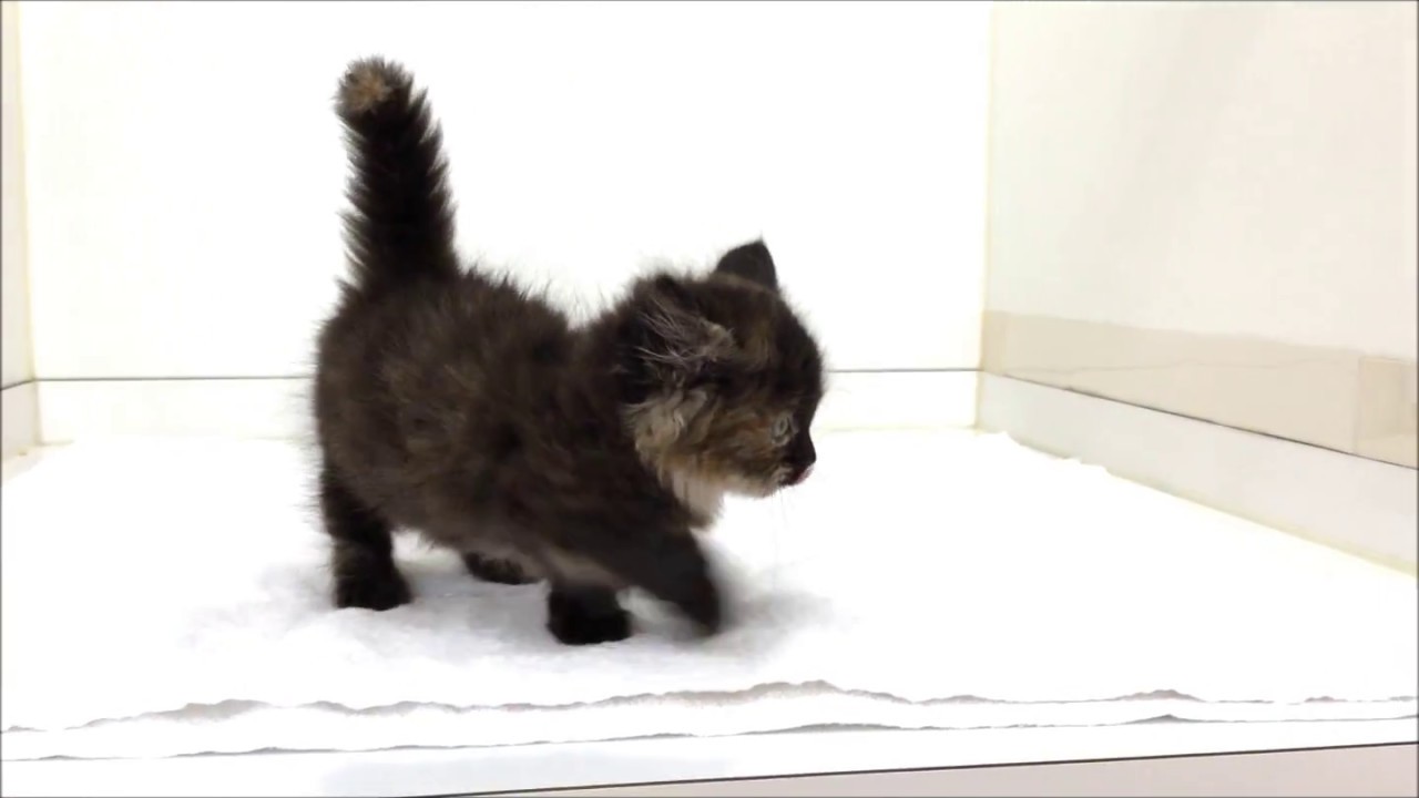 ぬいぐるみのようなロングヘアーのマンチカン☆