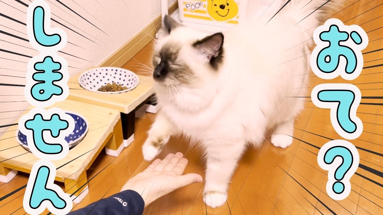 全然お手する気のない猫です【バーマン】