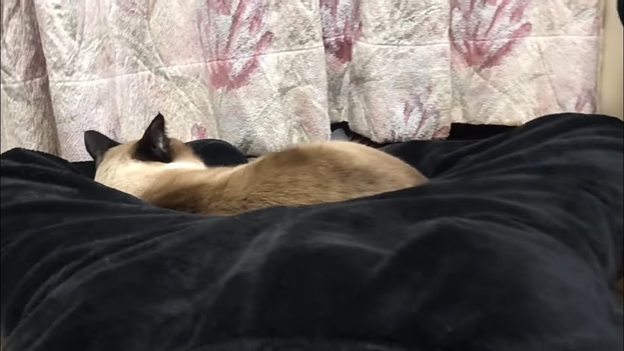 股に入るスノーシュー  snowshoe cat enters a thigh