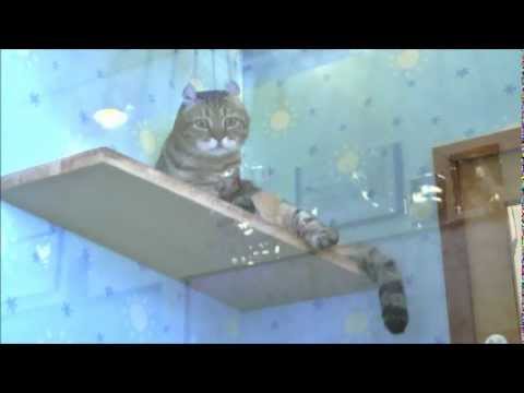 ねこの博物館　マンチカール　ロップ.wmv