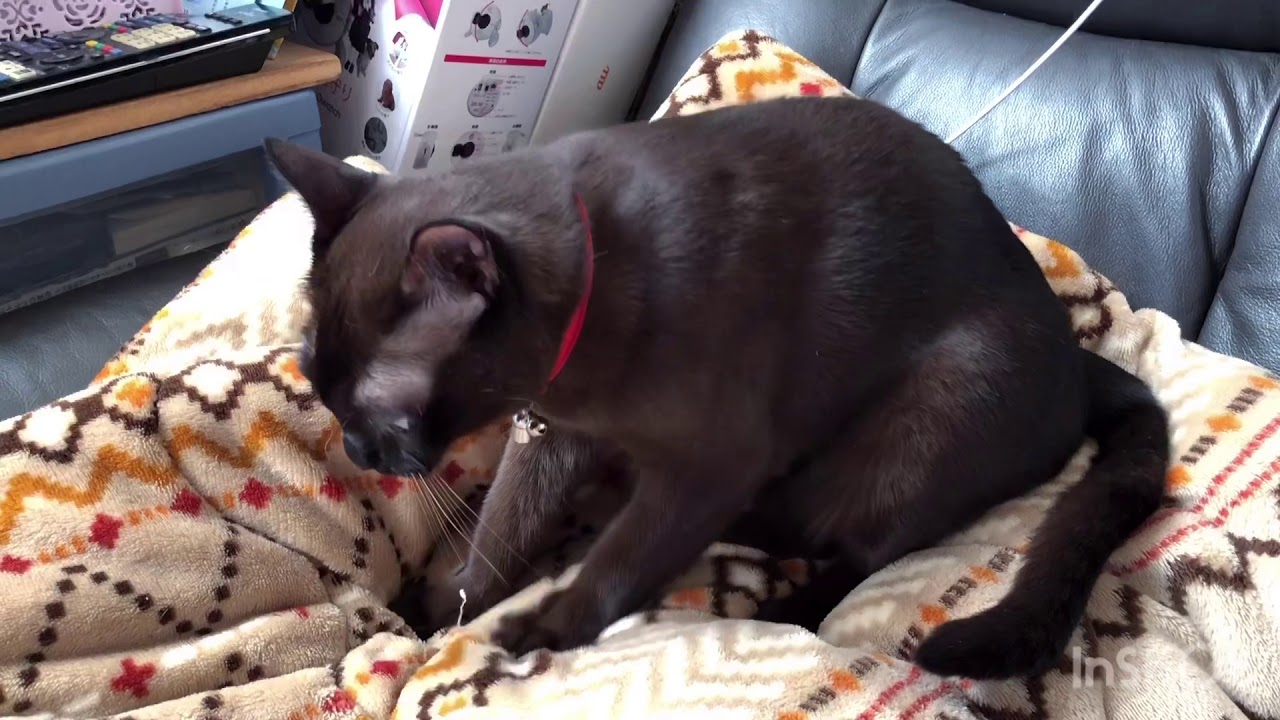 猫のバーミーズ 踏み踏みが止まらない