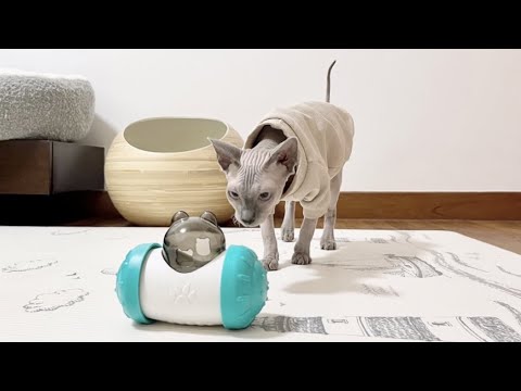 超食いしん坊な子猫がおやつの智育玩具に挑戦【スフィンクス猫】