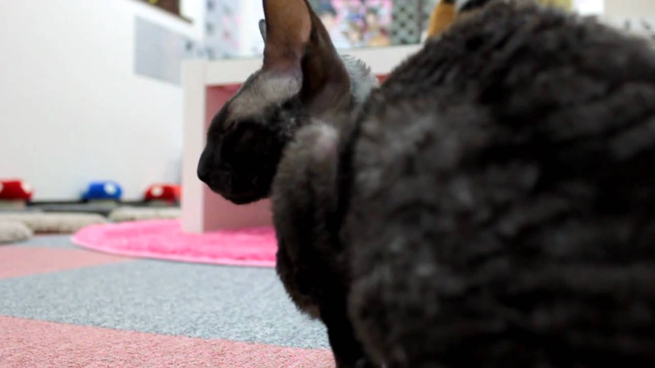 コーニッシュレックス　レムちゃん！　キャット・マジック新宿