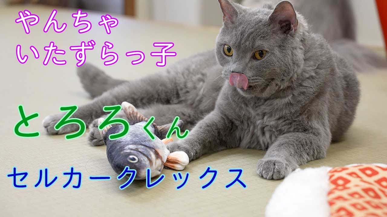 やんちゃいたずらっ子！セルカークレックスのとろろくん紹介！