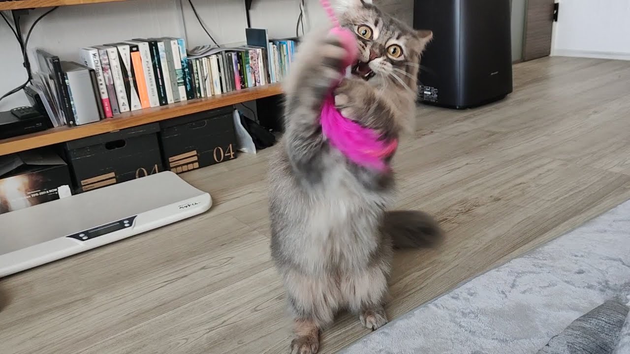 性格が温厚と言われているサイベリアン猫ですが、我が家の新入り君はやんちゃすぎます。【サイベリアンのラフィ#247】