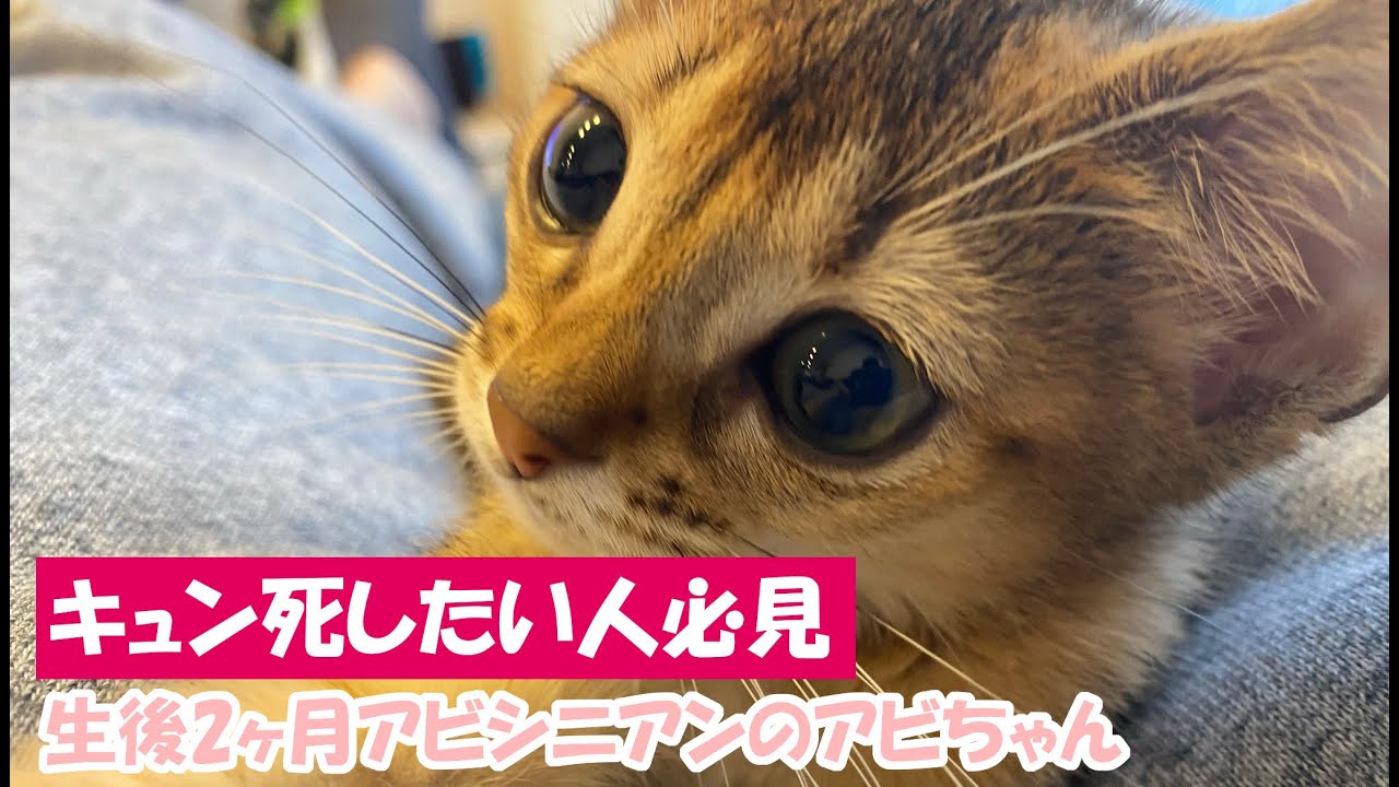 【子猫】 キュン死するアビシニアンの子猫abby | Lovely grooming.