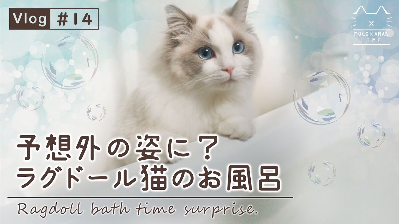 予想外の姿に？長毛ラグドール猫のお風呂｜もふ猫の暮らし【vlog #14】