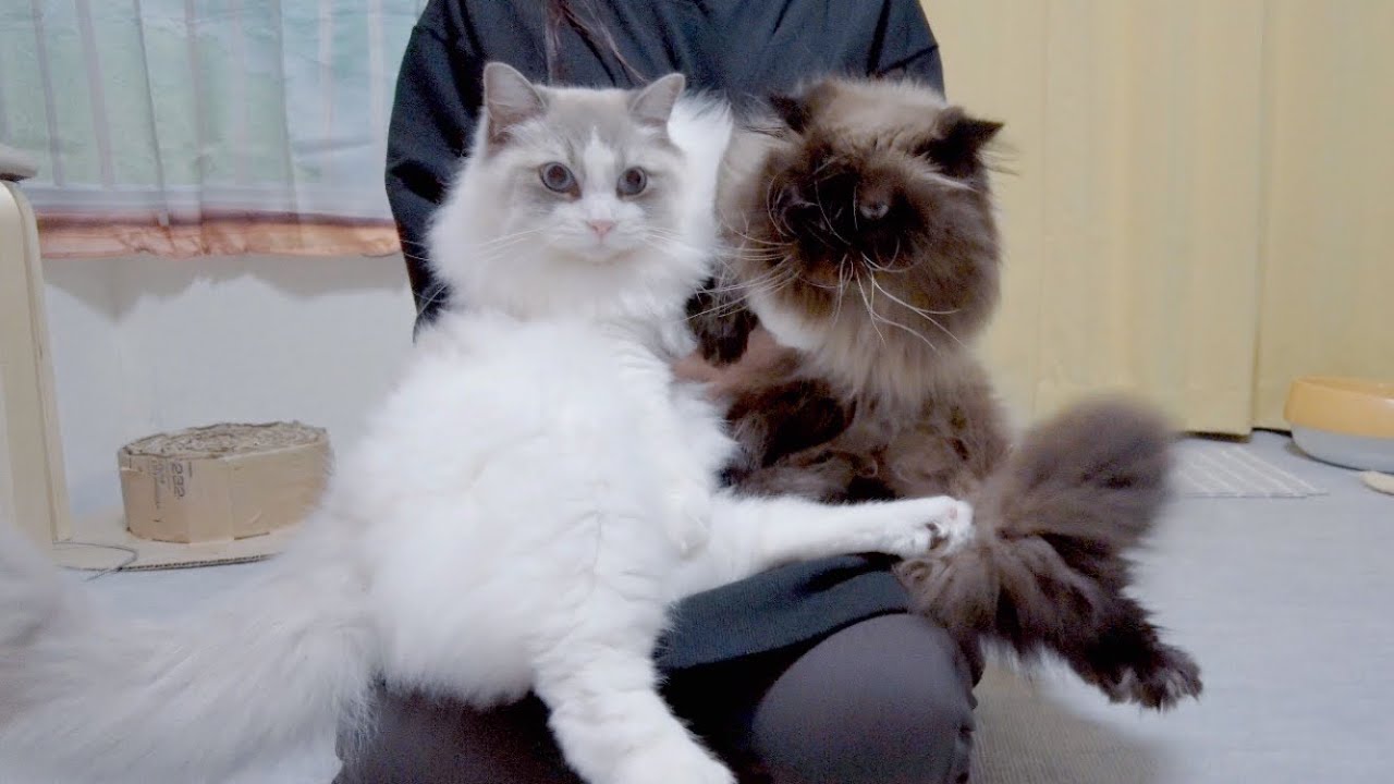 【抜け毛検証】ヒマラヤンとラグドール抱っこするとどれだけ抜け毛が付くのか…w
