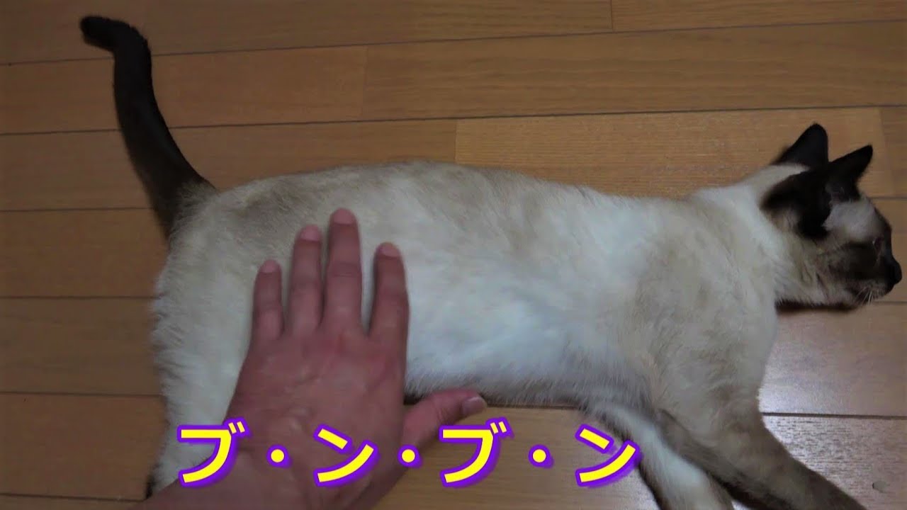 撫でるとルンルン気分に尻尾をブンブンふるお転婆シャム猫🐈🐾