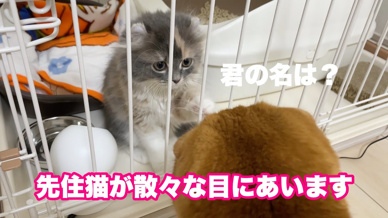 新入り子猫と先住猫の初対面！【アメリカンカール/スコティッシュフォールド】