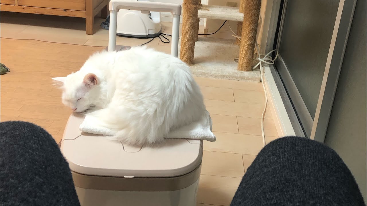 猫　cats ターキッシュアンゴラのルーちゃん