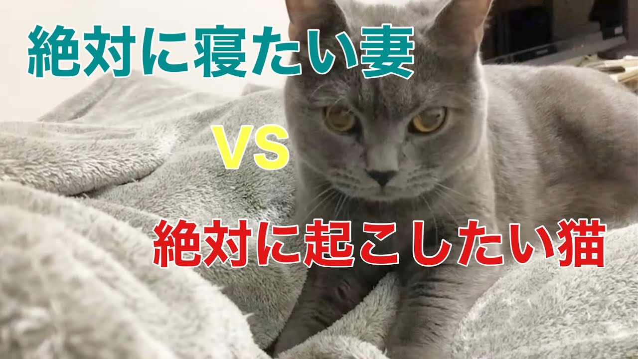 絶対に寝たい妻VS絶対に起こしたい猫[シャルトリュー 猫]