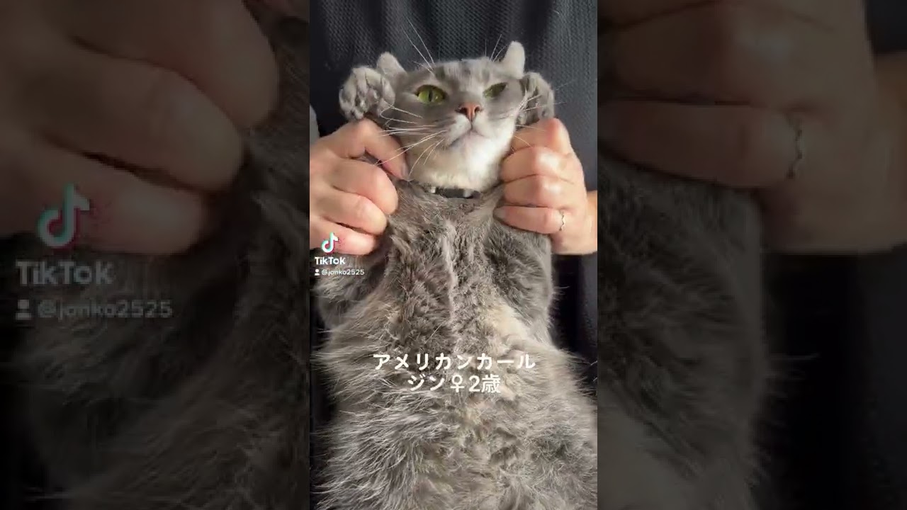 猫耳　#short #猫 #アメリカンカール