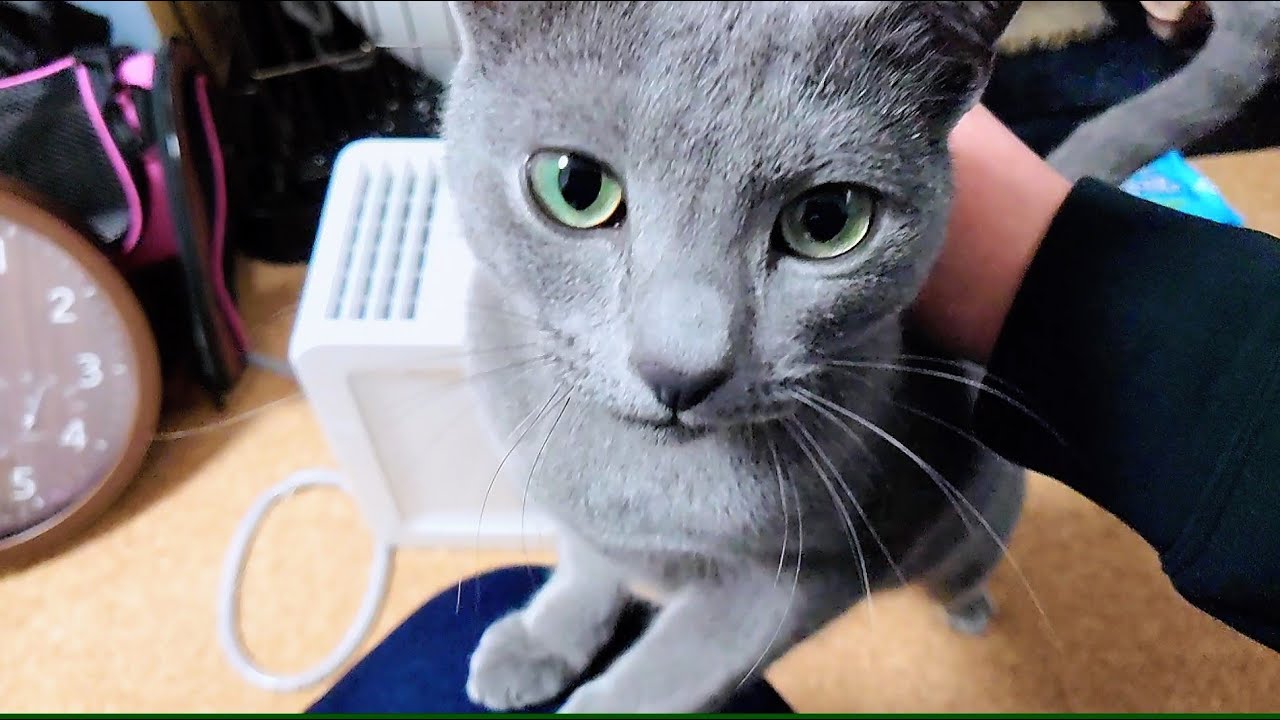 【猫動画】嫁帰宅で喜びを爆発させるロシアンブルー【russianblue】Russian Blue that explodes joy when the bride returns home