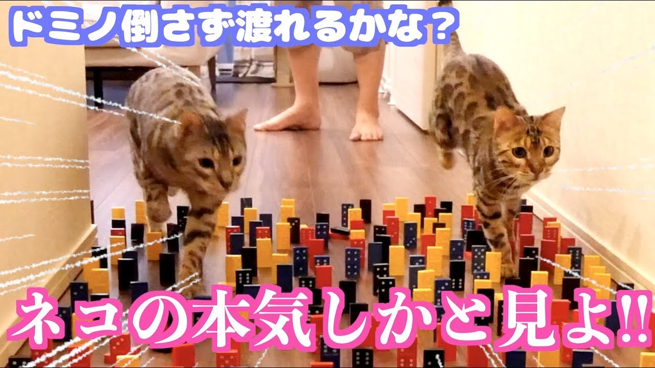 野性味の強いベンガルならドミノ避けて歩くの余裕説
