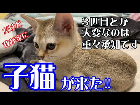我が家に子猫がやって来た！【通称シンガプーラのこにゃんご】