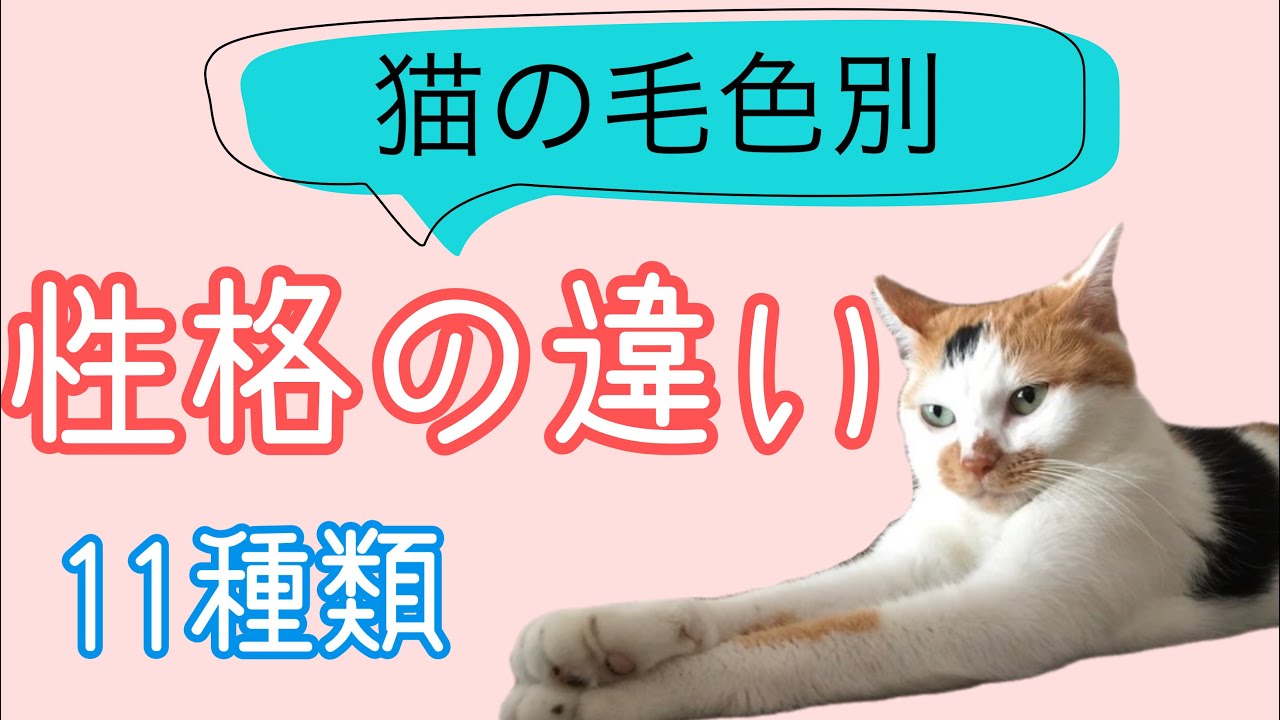 猫の毛色別【性格の違い】色によって性格がわかるの？