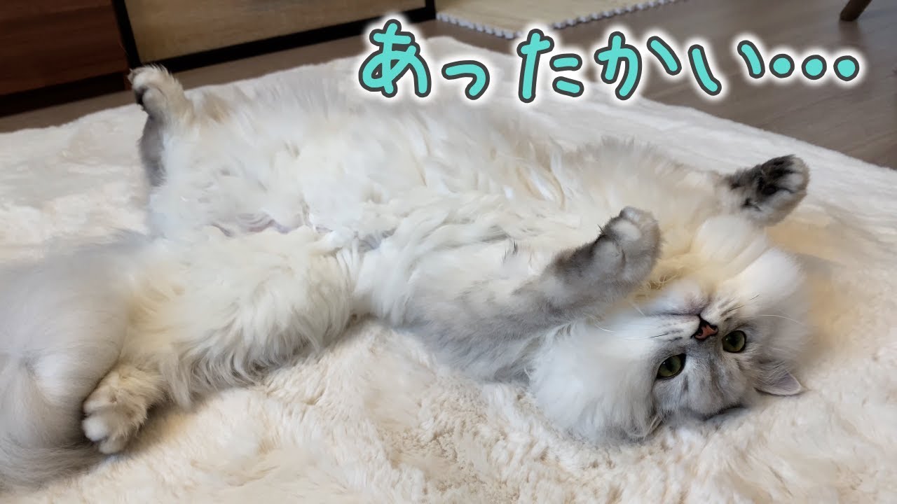 床暖房が気持ち良すぎて動かなくなる猫［ペルシャ猫］