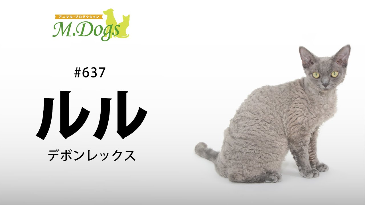 ペットモデル#637 デボンレックス「ルル」
