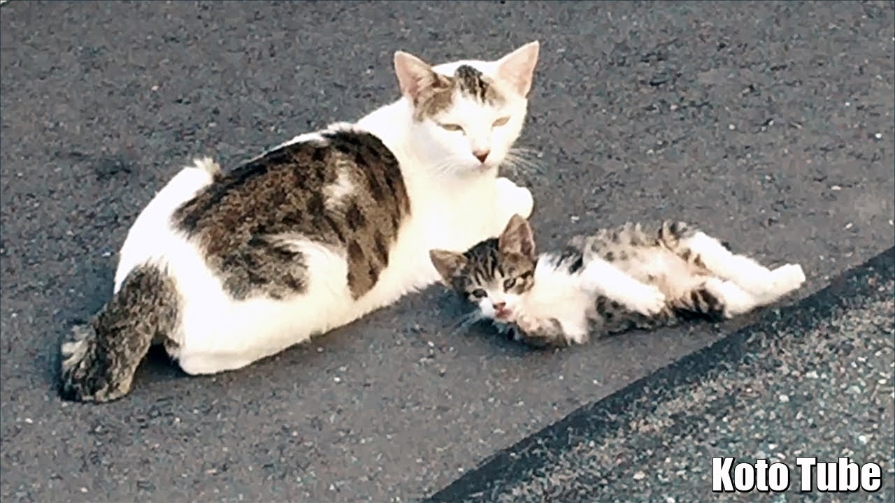 可愛い短いしっぽ（ジャパニーズボブテイル）の子猫と母猫