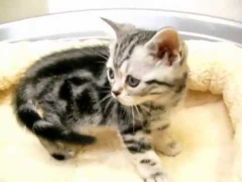 アメリカンショートヘアー by NIPPON PET（岐阜、大垣のペットショップ）