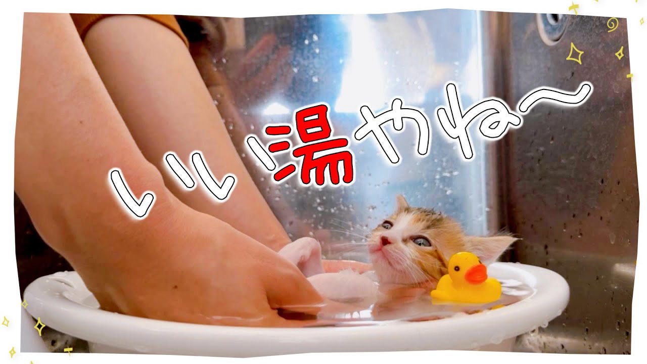 【かわいすぎる子猫のシャンプー】ほとんど身をゆだねてくれるとこうなる★風呂上りはミルク【保護猫生活23日目】