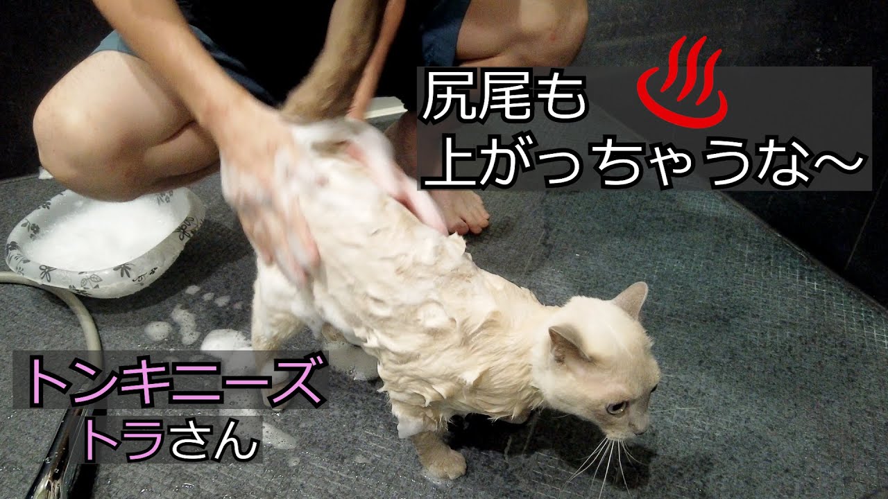 【お風呂】【トンキニーズ】苦手なお風呂だけどがんばっちゃうぞ（＃72）