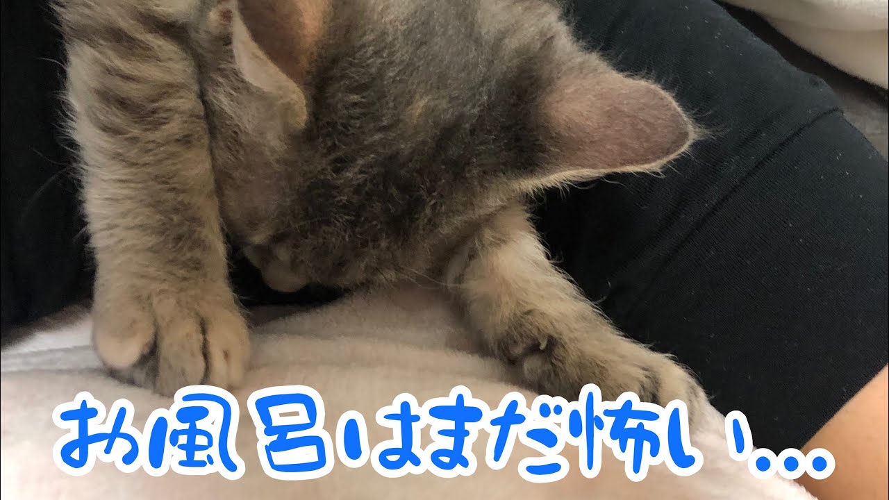 お風呂あがりに起こった事件...＃スクーカム＃マンチカン＃ラパーマ＃子猫