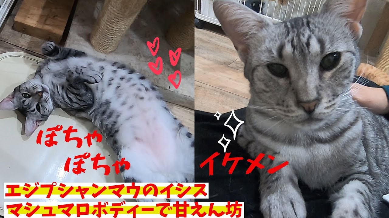 エジプシャンマウのイシスはマシュマロボディーで甘えん坊Egyptian mau