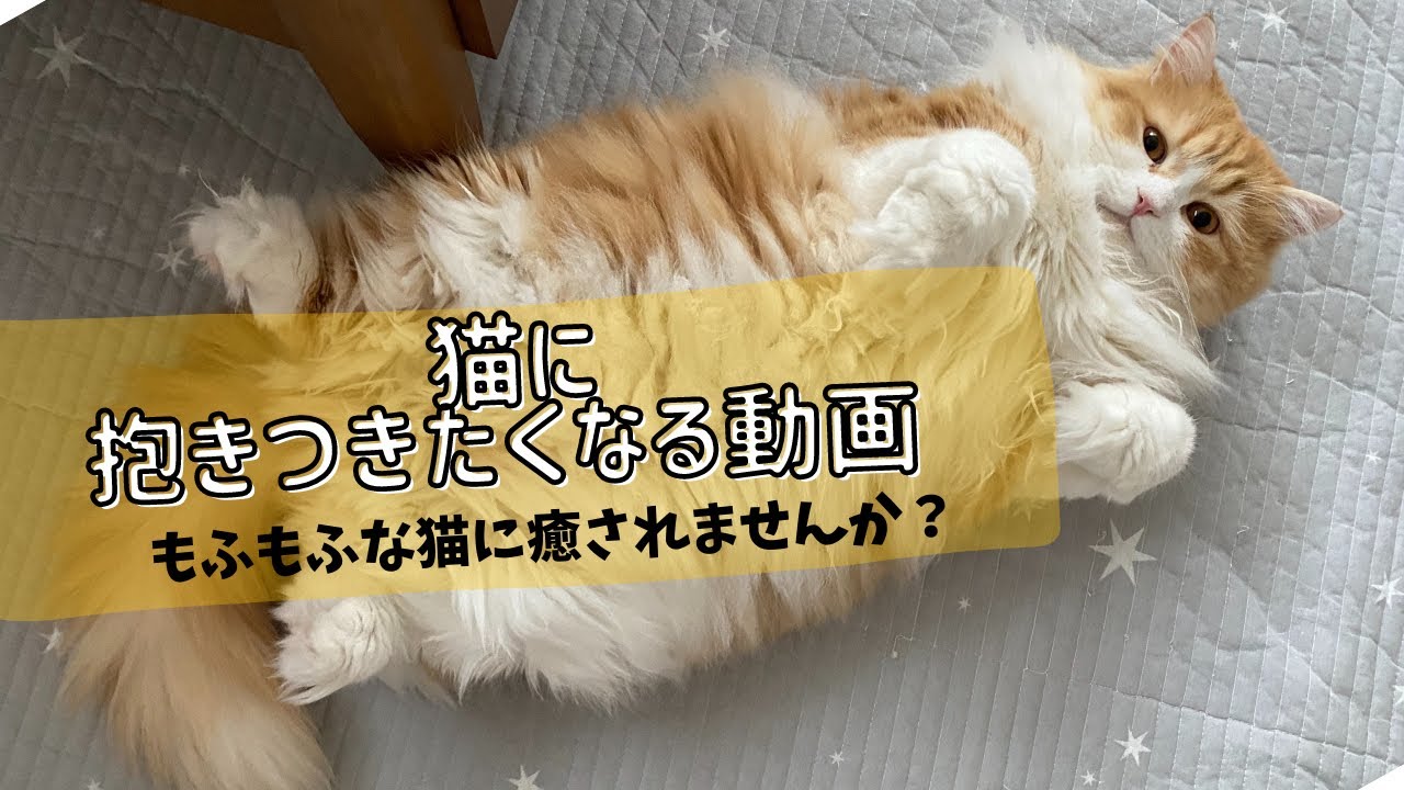 【 癒し 】猫に抱きつきたくなる動画【 ラガマフィン 】